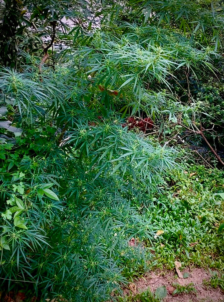 São Tomé sativa