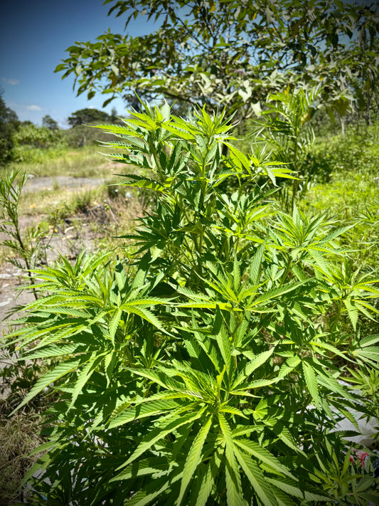 Ivory Coast Landrace