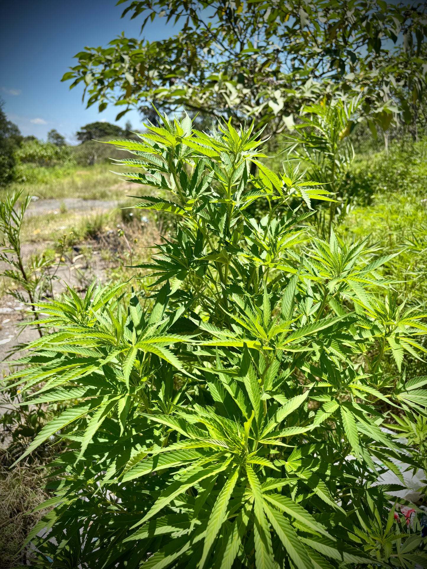 Ivory Coast Landrace