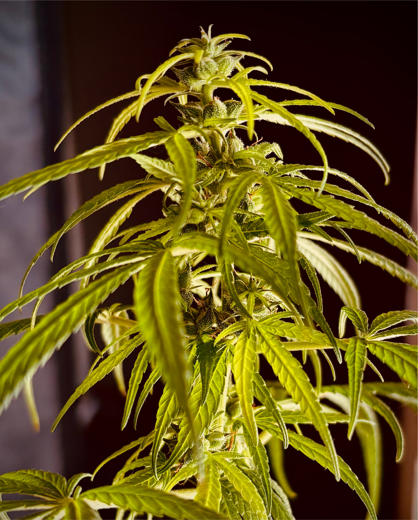 São Tomé sativa