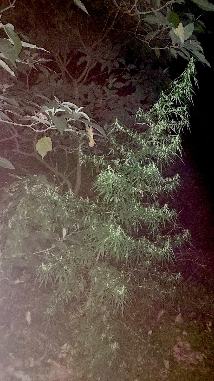 Nkuringo Gold- Ugandan landrace