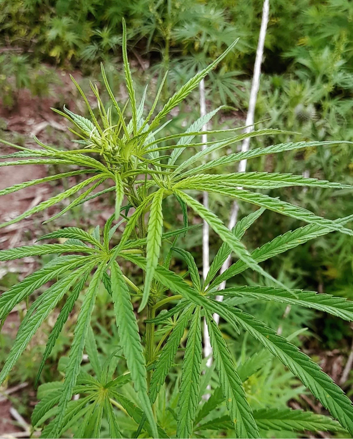 Lesotho Landrace (Matekoane)