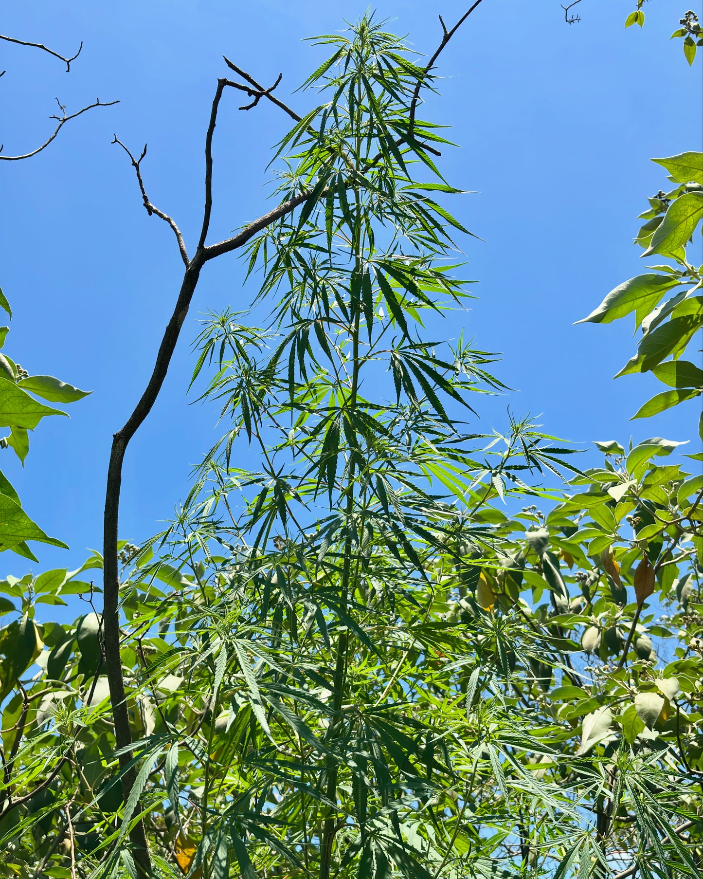 Lesotho Landrace (Matekoane)