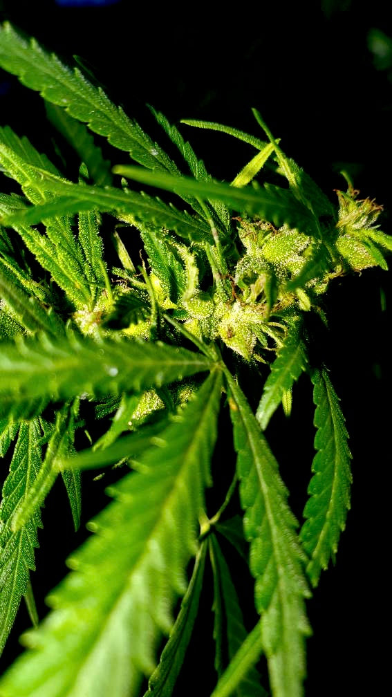 Ivory Coast Landrace